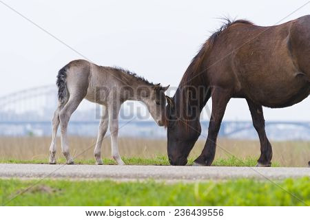 Przewalski Horses In The Flood Plains Of The Waal River In The Netherlands
