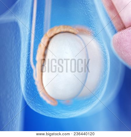 3d rendered medically accurate illustration of the testicle anatomy