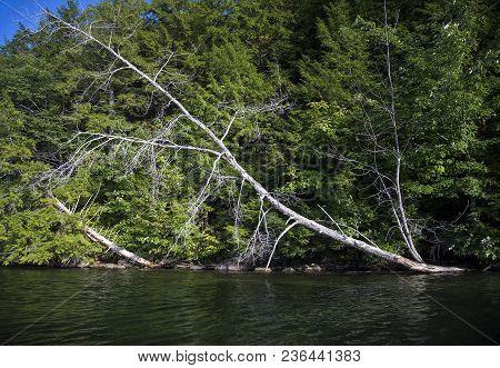 Fallen Dead Tree On An Angle On Shoreline At Squam Lake, New Hampshire