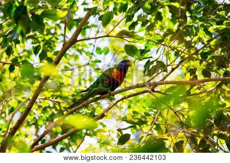 Cute Colorful Parrot In The Wild On Hawaii