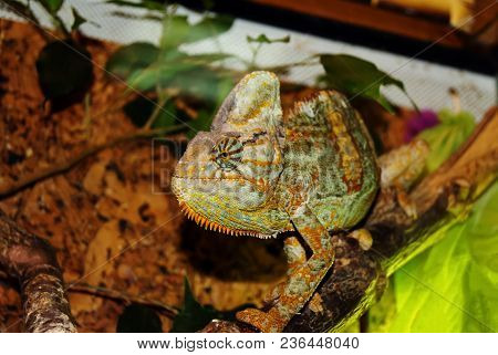 Veiled Chameleon (chamaeleo Calyptratus, Cone-head Or Yemen Chameleon) In The Terrarium In Profile