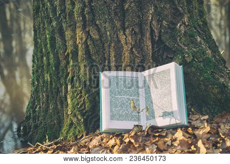 Open Book In Blue Bound Lying On A Dry Leaves. Background Texture Bark Tree In Spring Nature Forest 