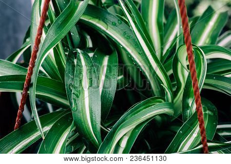 Chlorophytum Comosum Green Leaves In Flowerpot, Macro Photo, Ornamental Plant, Nature Spring Backgro