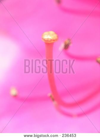 암 술에 슈퍼 매크로 포커스