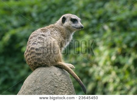 Meerkat