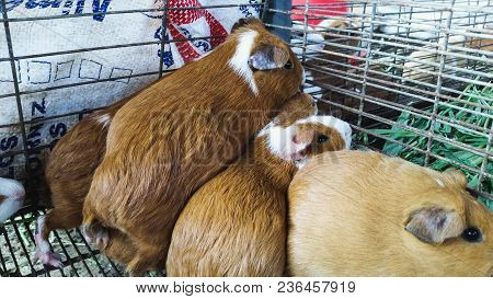 Cuyes Farm: The Cuy, Or Guinea Pig, Is A Traditional Food Of The Andes.