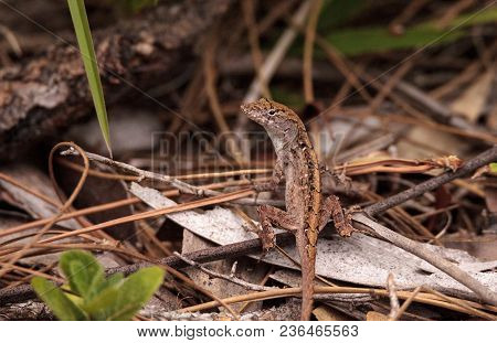 Brown Anole Lizard Anolis Sagrei