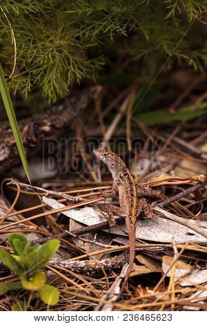 Brown Anole Lizard Anolis Sagrei