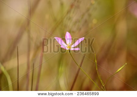 Marsh Pink Wild Flower Sabatia Grandiflora Blooms In The Wetlands Of Immokalee, Florida