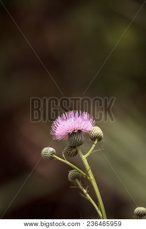 Pink Flower Of A Thistle Plant Carduus Horridulum