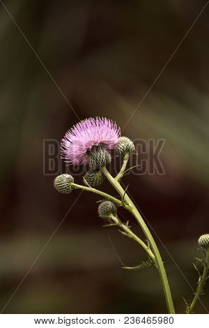 Pink Flower Of A Thistle Plant Carduus Horridulum