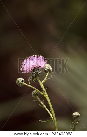 Pink Flower Of A Thistle Plant Carduus Horridulum