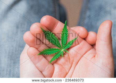 Smiling Kid Child Holding A Hemp Leaf. Concepts Of Using Marihuna For Medicinal Purposes For Childre