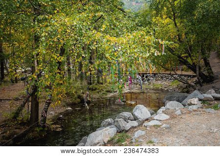 Bridge Over A Stream Among Birches, Autumn, Russia