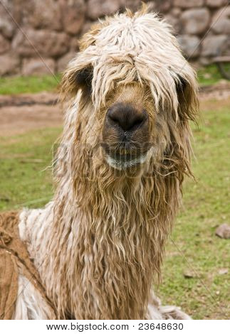 Alpaca