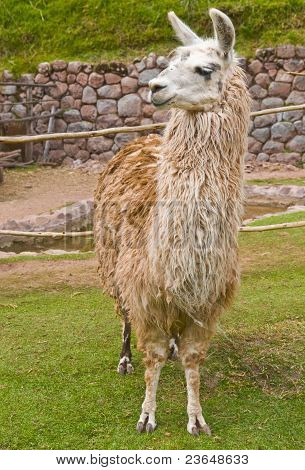 Alpaca