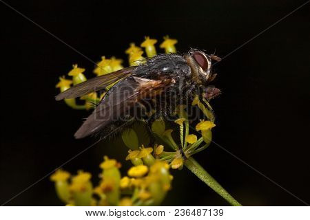 Housefly Is Sitting On A Small Yellow Flowers. Animals In Wildlife. Summer Day.