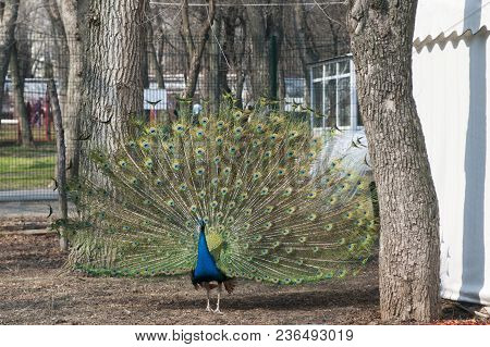 Peacock. Indian Wild Peacock, Pavo Cristatus. Walking Peacock With A Beautiful Tail