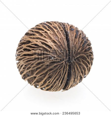 Seed Of Suicide Tree ( Cerbera Odollam ) On White Background.