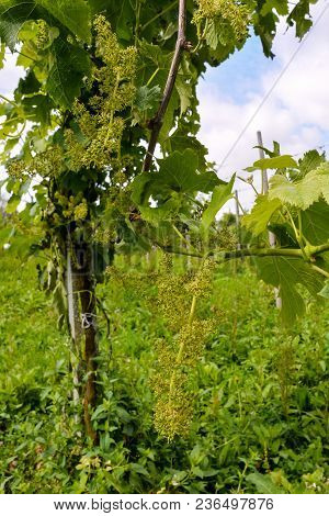 Photo Picture Of Acinus Unripe Grape Fresh Green Bunches