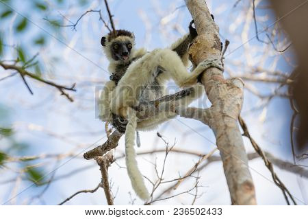 Endemic Indri Lemur In Natural Habitat. Madagascar