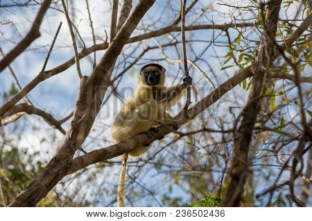 Endemic Indri lemur in natural habitat. Madagascar