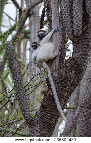 Endemic Indri Lemur In Natural Habitat. Madagascar
