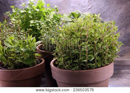 Homegrown And Aromatic Herbs In Old Clay Pots