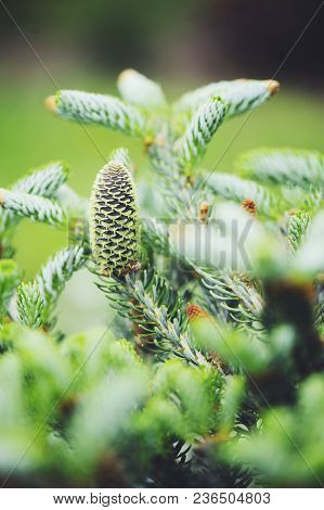 Abies Koreana Silberlocke Close Up With Cone, New Dwarf Cultivar Of Korean Fir With Silvery Curvy Ne