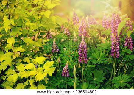 Lupine Flowers Blooming In Summer Garden With Yellow Ninebark Bush 