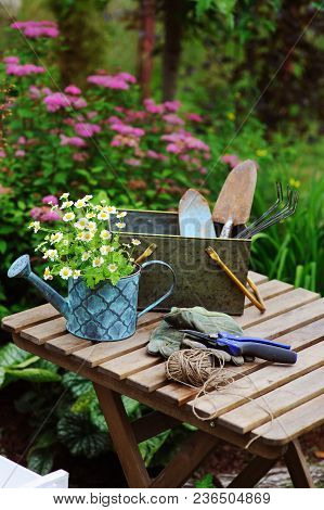 Garden Work Still Life In Summer. Camomile Flowers, Gloves And Toold On Wooden Table Outdoor In Sunn