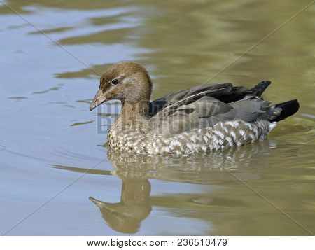 Australian Wood Duck - Chenonetta Jubata 
Female With Reflection