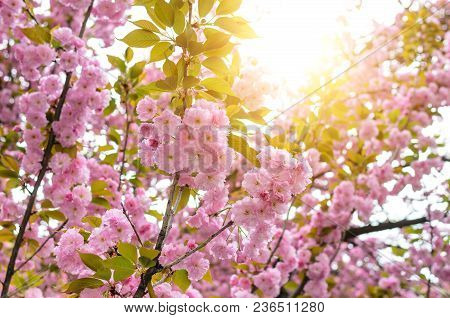 Sakura Flowers On A Tree. Spring Is In Full Bloom.