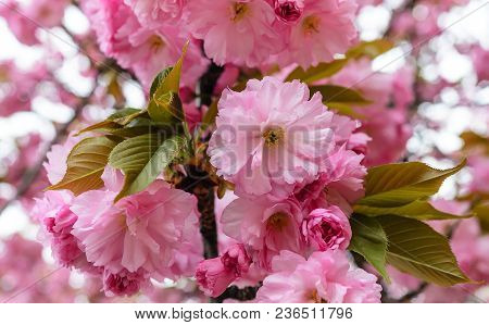 Sakura Flowers On A Tree. Spring Is In Full Bloom.