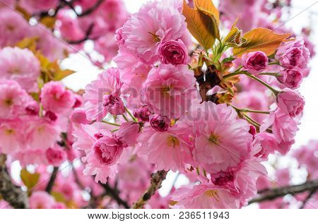 Sakura Flowers On A Tree. Spring Is In Full Bloom.