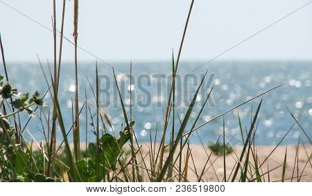 Green Grass On The Blurred Bright Background Of The Beach And The Blue Sea