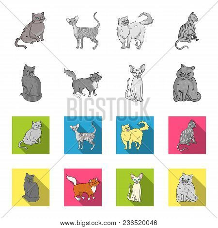 Sphinx, Nibelung, Norwegian Forest Cat And Other Species. Cat Breeds Set Collection Icons In Monochr