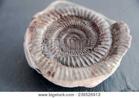 A Prehistoric Fossil Dating Back To 65 Million Years Ago