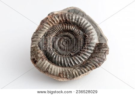 A Prehistoric Fossil Dating Back To 65 Million Years Ago