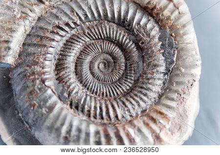 A Prehistoric Fossil Dating Back To 65 Million Years Ago