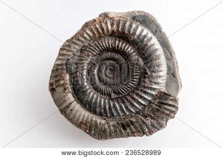 A Prehistoric Fossil Dating Back To 65 Million Years Ago