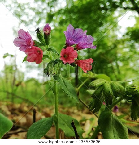 Pulmonaria Officinalis Flower Known As Lungwort, And Mary`s Tears Or Our Lady`s Milk Drops