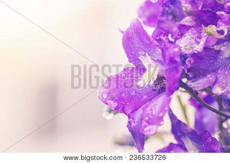 Larkspur Purple Flowers, Delphinium Elatum With Water Drops After Rain In A Garden, Close Up