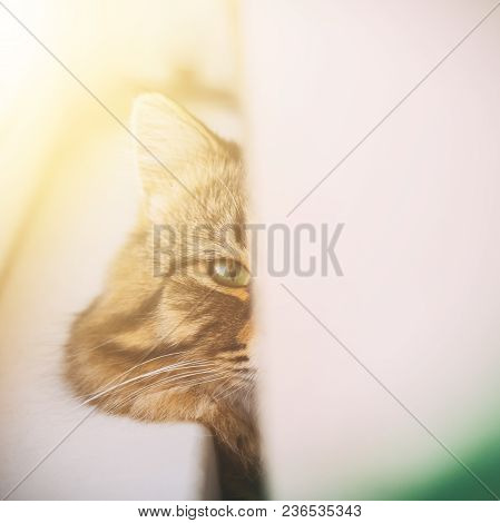 Cat Lies On The Windowsill Peeps Out From Behind The Curtains
