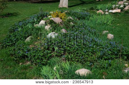 Flower Garden In The City Park, Flowers And Blue Flowers