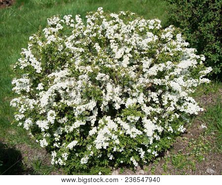 Green Bush With White Flowers On A Spring Day, On A Sunny Day