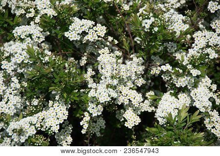Green Bush With White Flowers On A Spring Day, On A Sunny Day