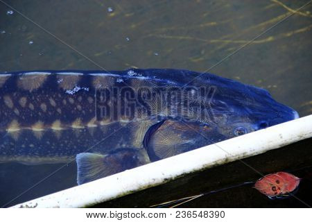 Sterlet In Water Of Fish Farm. Breeding Of Sterlets