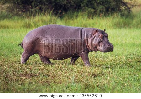 Hippo On The Run On Land In The Masai Mara National Park In Kenya (hippopotamus Amphibius)