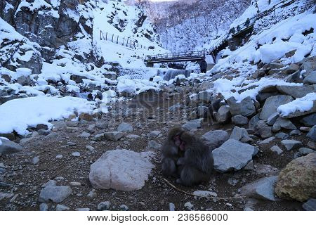 The Japanese Macaque, Also Known As The Snow Monkey, Is A Terrestrial Old World Monkey Species That 